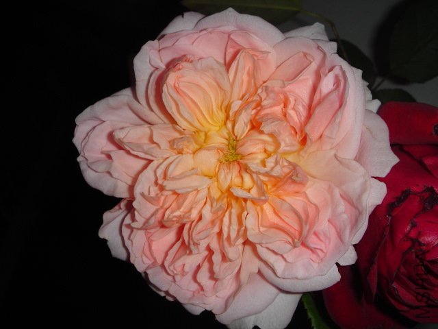 DSC03982.JPG