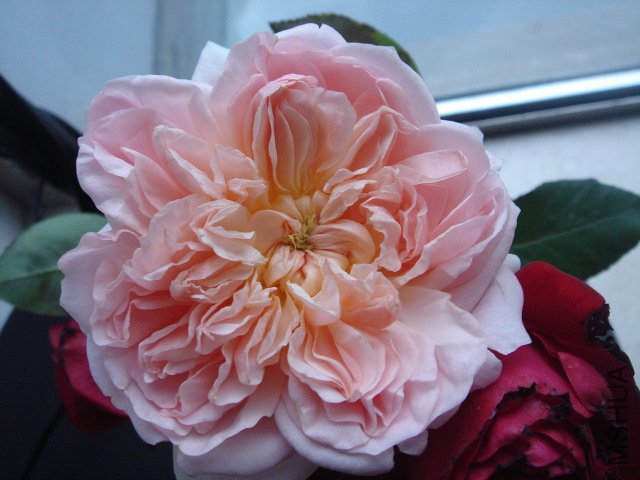 DSC03984.JPG