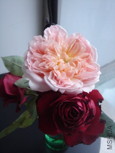 DSC03987.JPG
