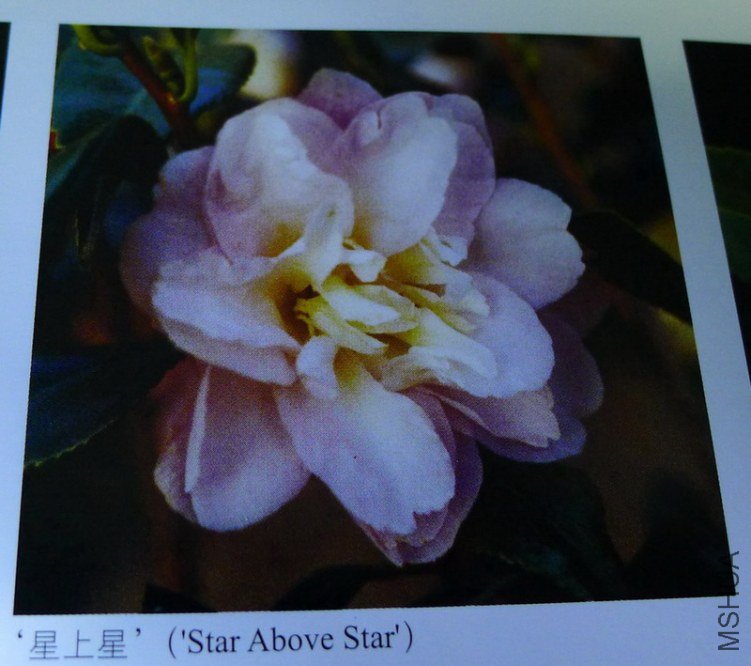 �����񴻡���ͼƬ