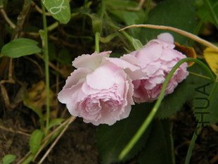T1o3aGXhhdXXXgZeo9_072901.jpg_310x310.jpg