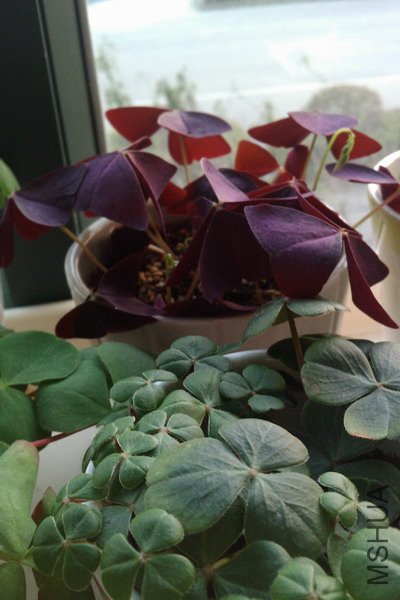 IMAG0198.JPG