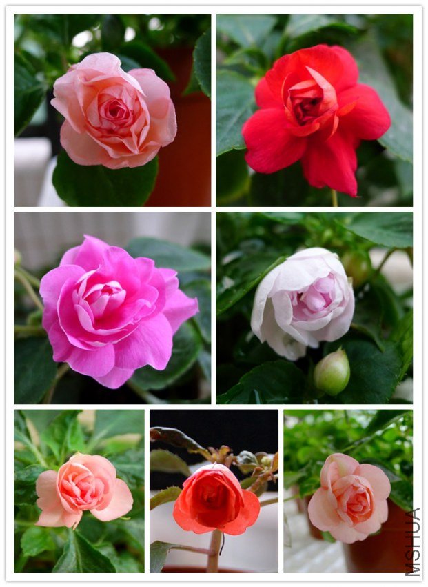 DSC_2071_����.jpg
