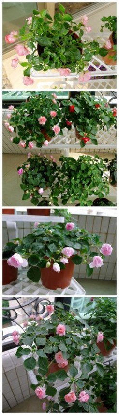 P1000042_����.jpg