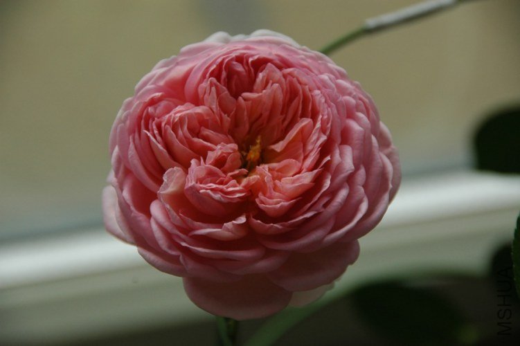 DSC_9972.jpg