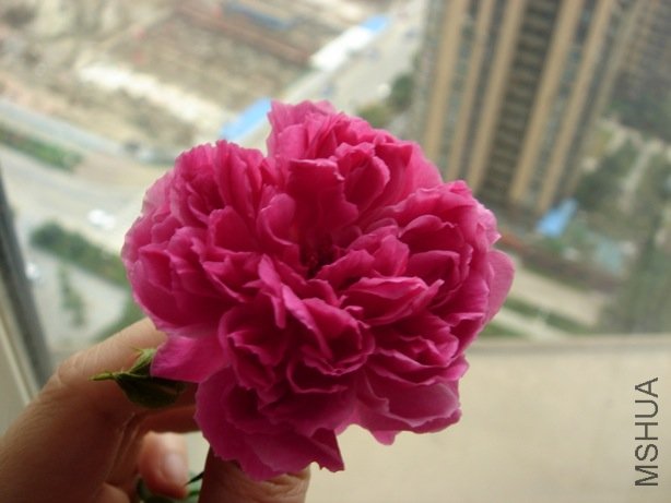 DSC08210.jpg