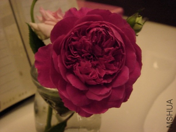 DSC08215.jpg