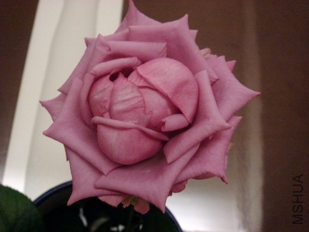 DSC08182.jpg