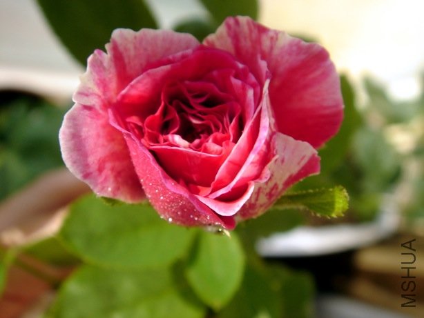 DSC08218.jpg