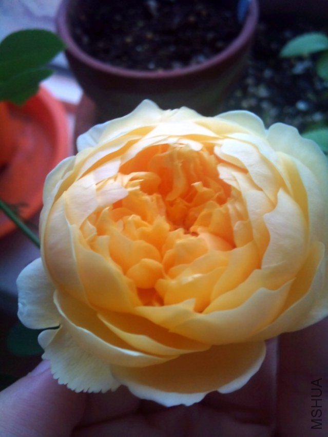DSC_0337.jpg