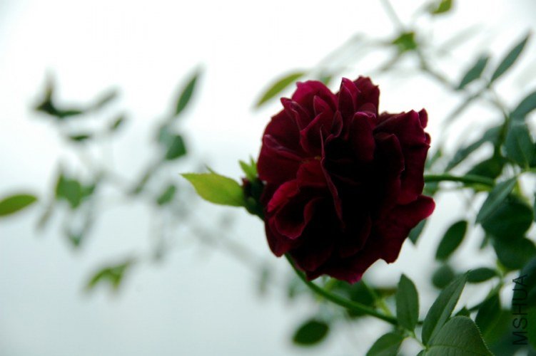 DSC_9243.jpg