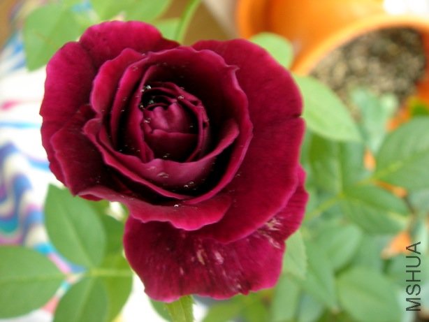 DSC08427.jpg