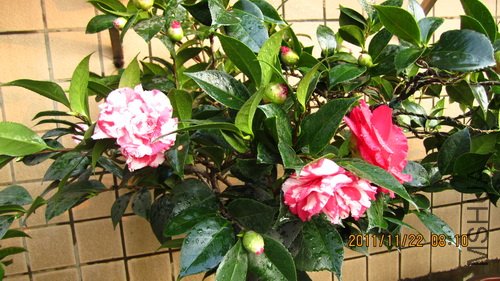 IMG_1704_������С.jpg