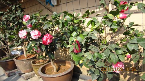 IMG_1714_������С.jpg
