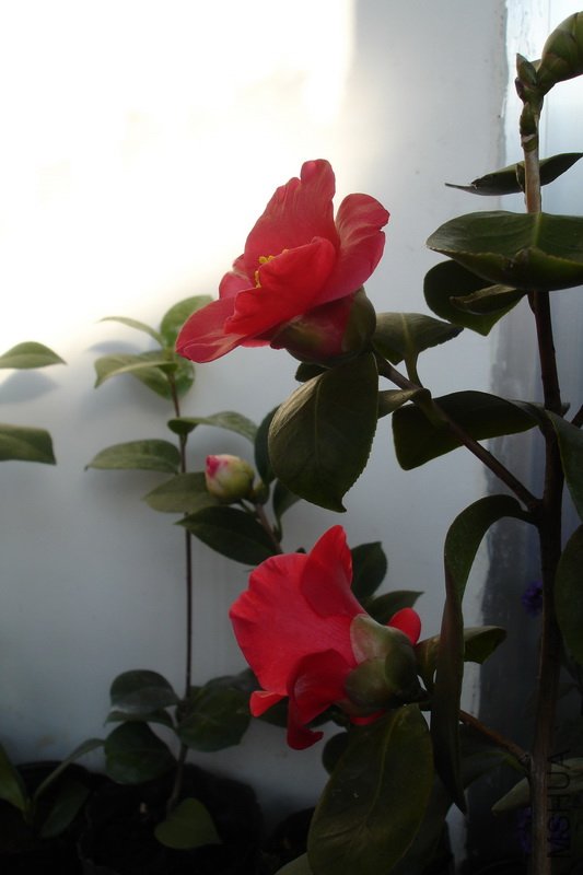 DSC090090.jpg