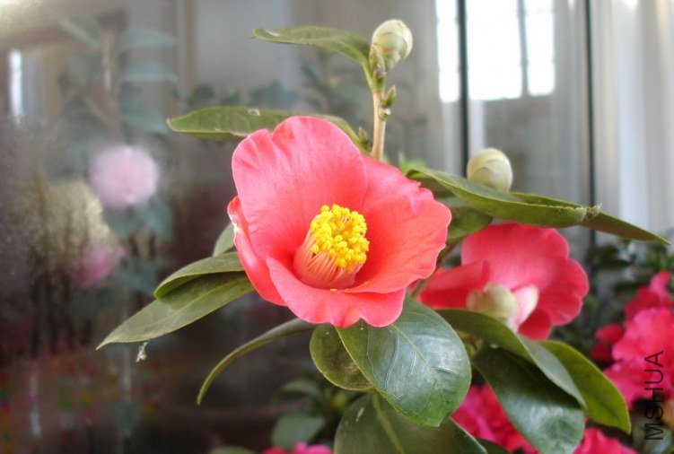 DSC090140.jpg