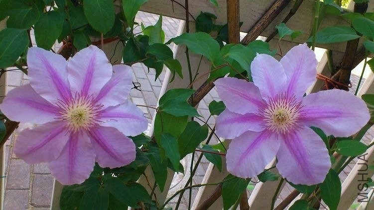 2011.12.17 141 (2).JPG