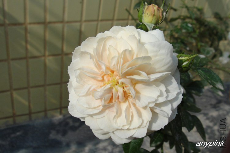 DSC00316-1.jpg