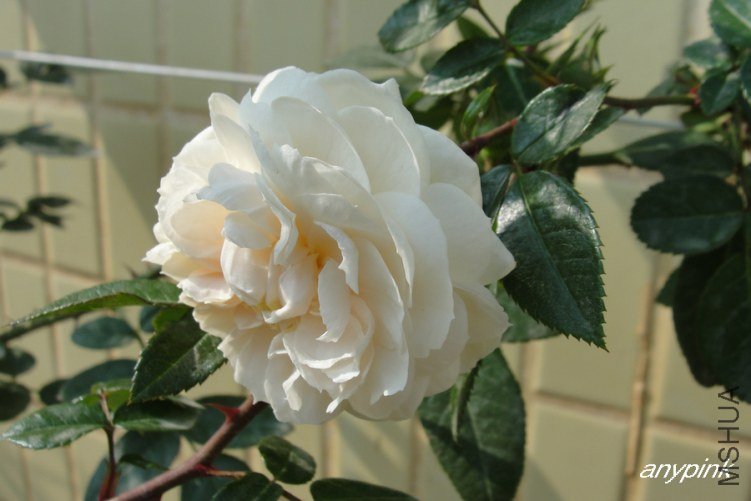 DSC00321-1.jpg