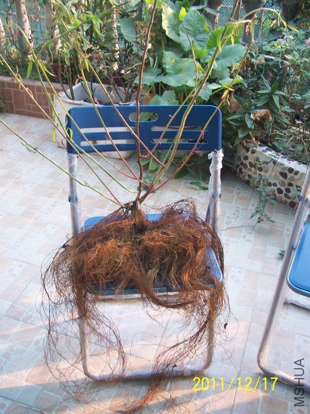������С 100_7203.JPG