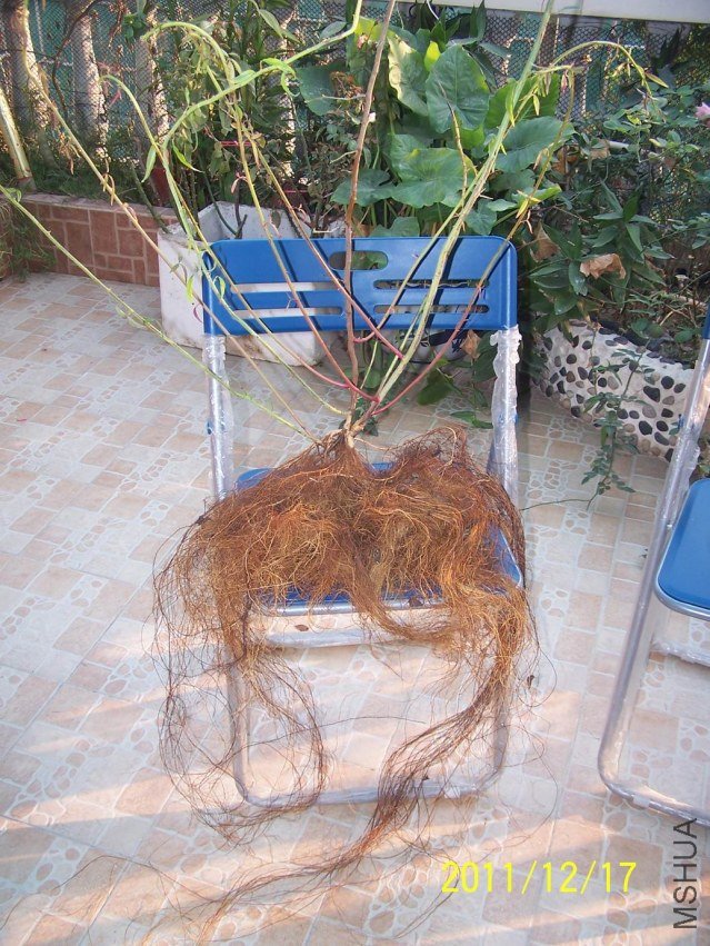 ������С 100_7204.JPG