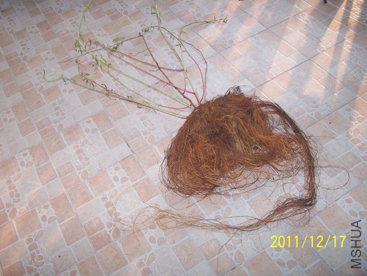 ������С 100_7206.JPG
