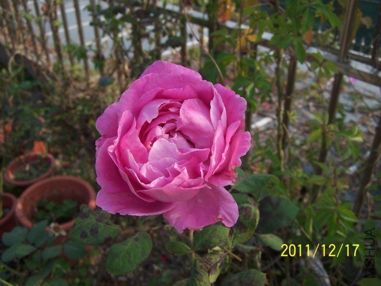������С 100_7169.JPG