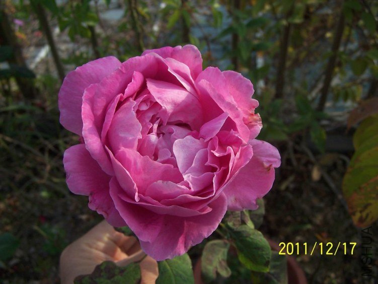 ������С 100_7170.JPG