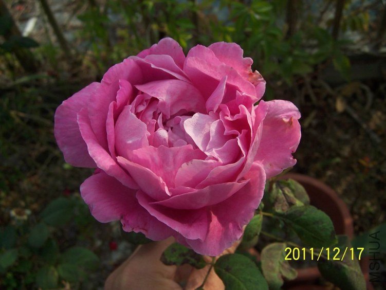 ������С 100_7171.JPG
