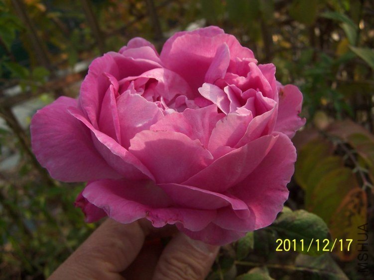 ������С 100_7174.JPG