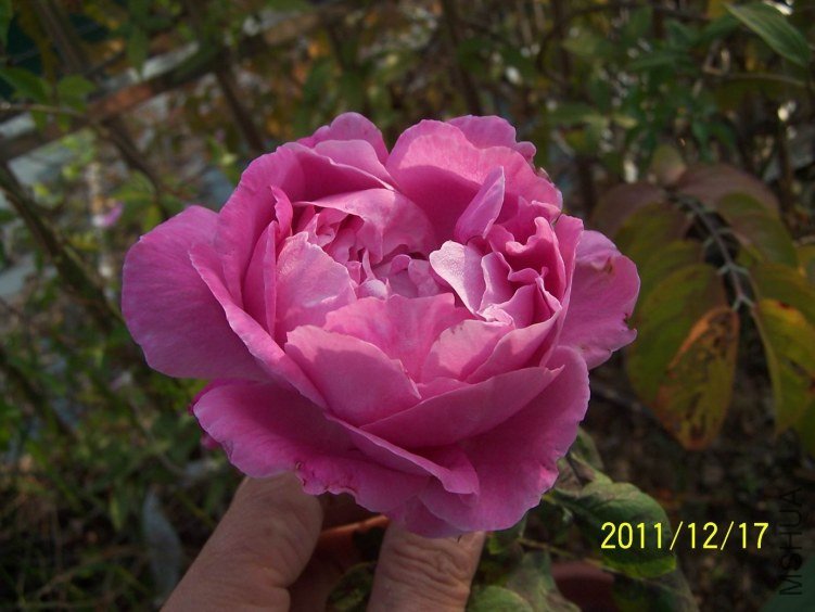 ������С 100_7175.JPG