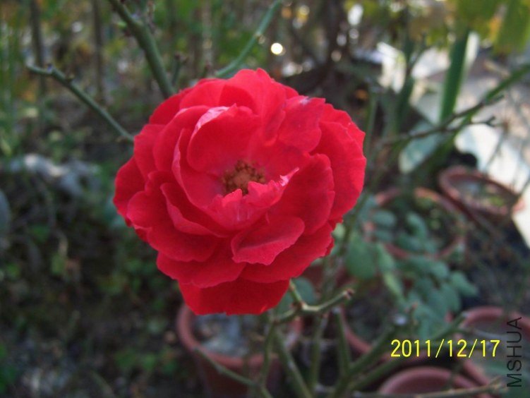 ������С 100_7176.JPG