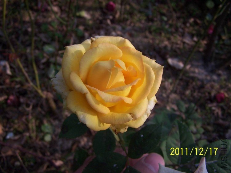 ������С 100_7177.JPG