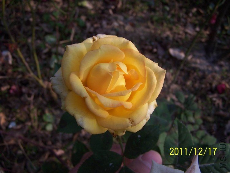������С 100_7178.JPG