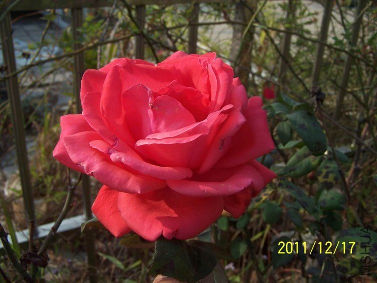 ������С 100_7183.JPG