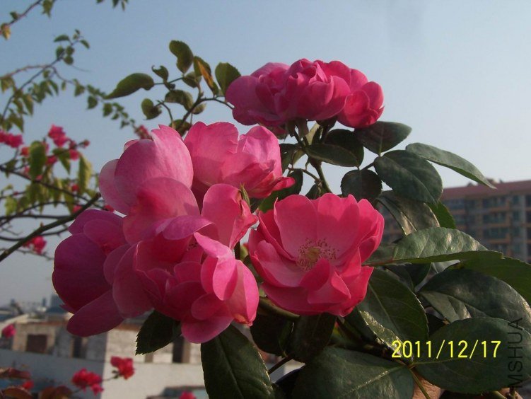 ������С 100_7182.JPG
