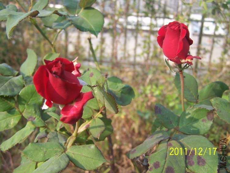 ������С 100_7185.JPG