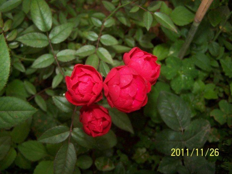 ������С 100_7154.JPG