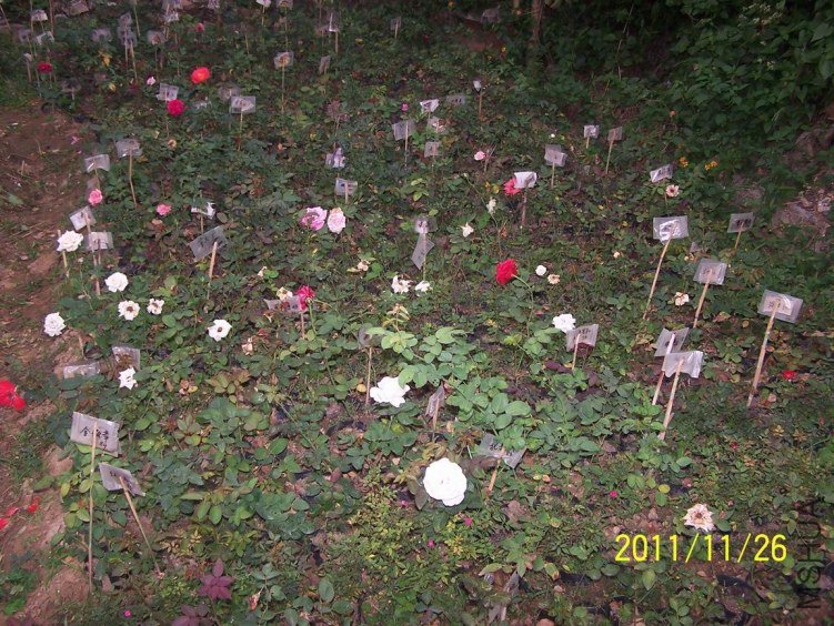 ������С 100_7157.JPG
