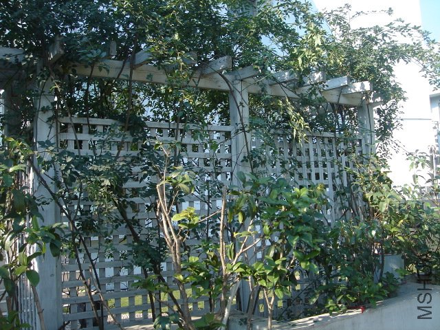 DSC03988.JPG