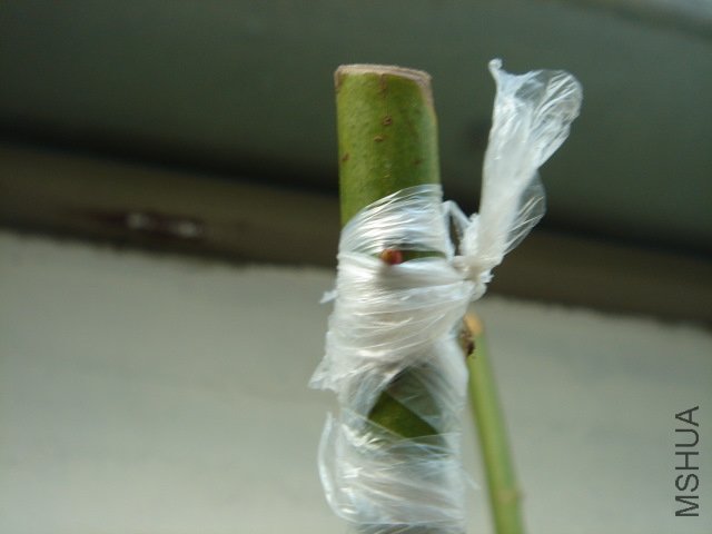 DSC04012.JPG