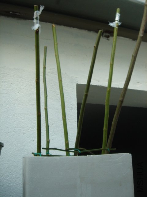 DSC04010.JPG