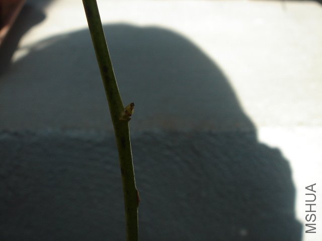 DSC03994.JPG