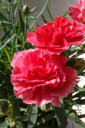 2011-12-17 11.54.00.jpg