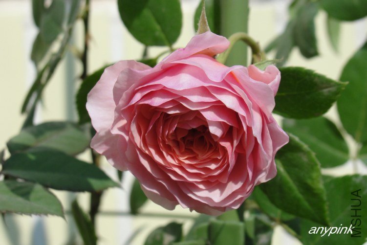 DSC00410-1.jpg