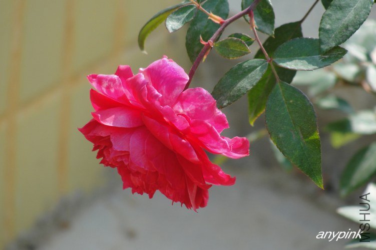 DSC00420-1.jpg