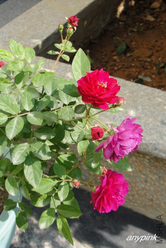 DSC00415-1.jpg