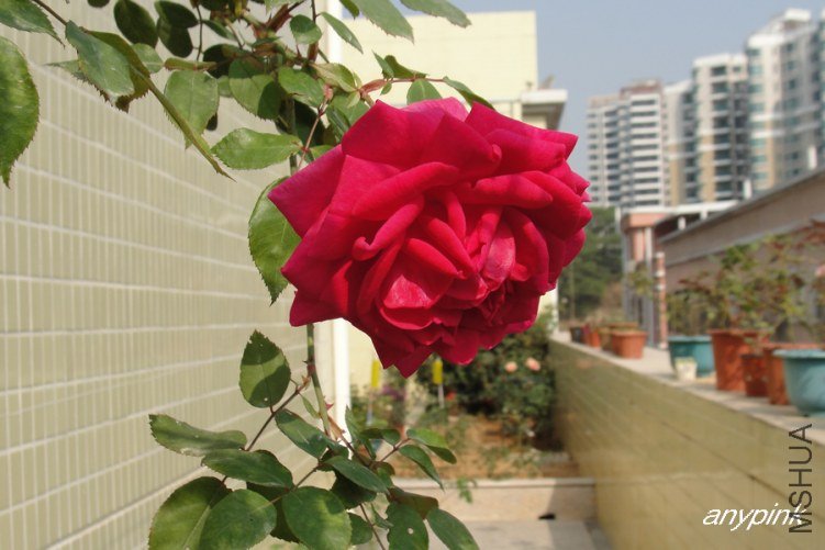 DSC00331-1.jpg