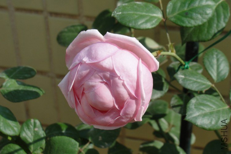 DSC00423-1.jpg