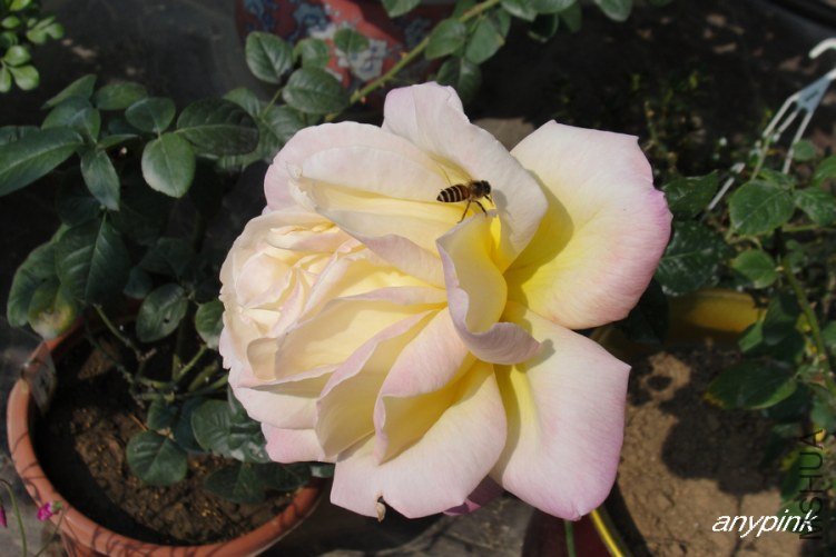 DSC00335-1.jpg
